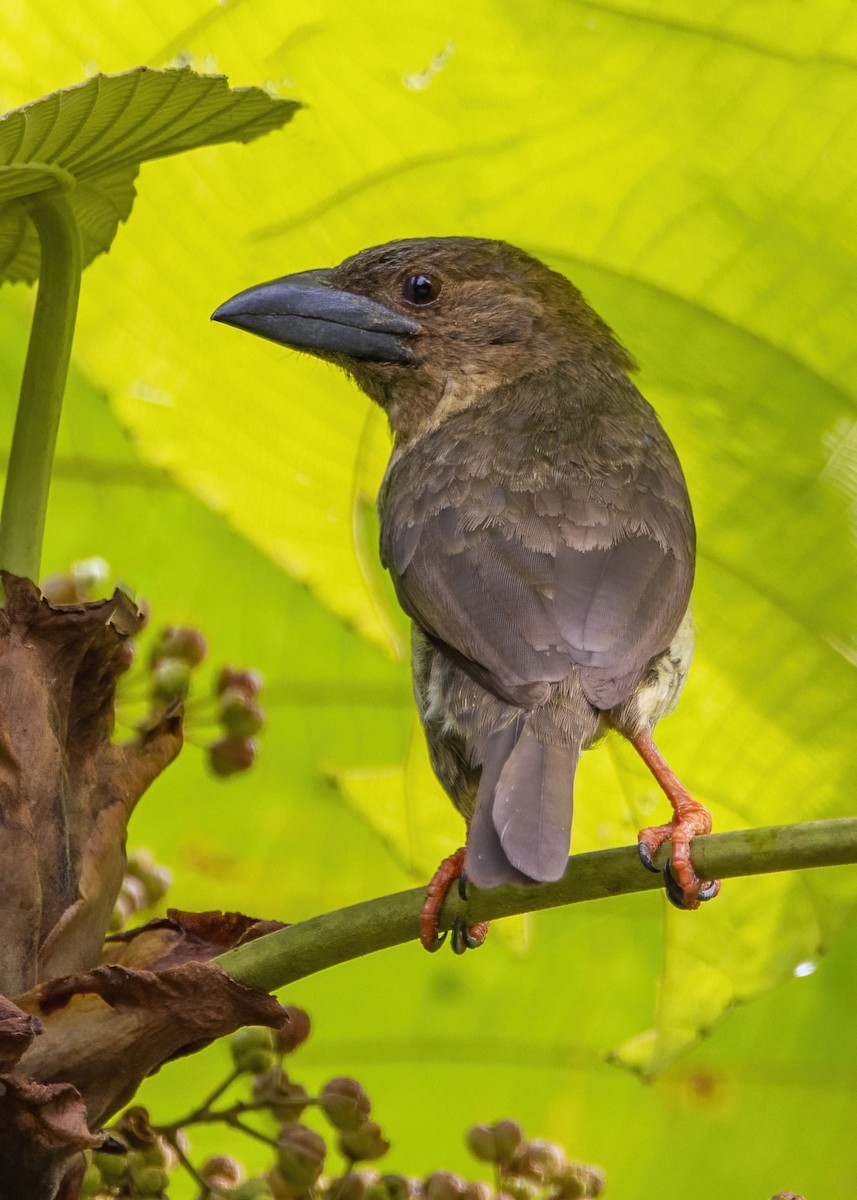 Sooty Barbet - ML468220941