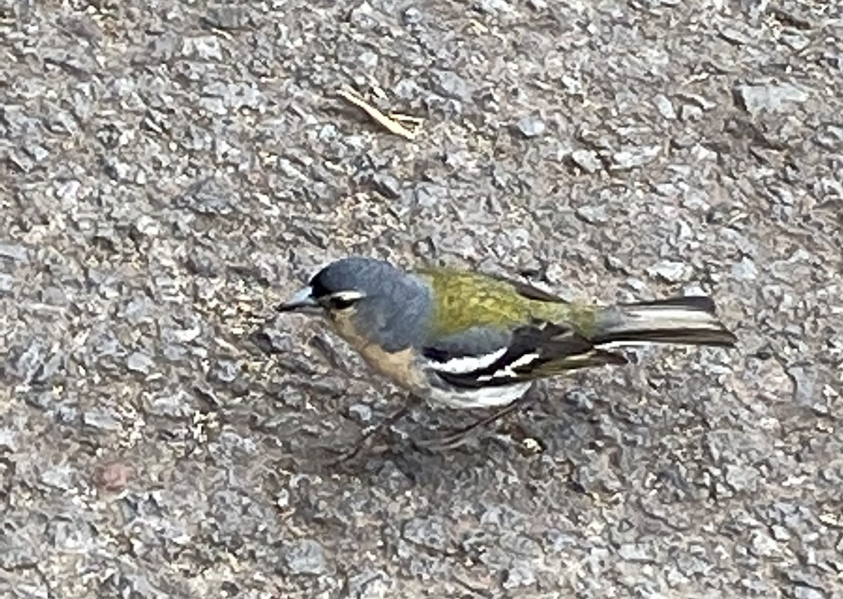 Azores Chaffinch - ML468220951