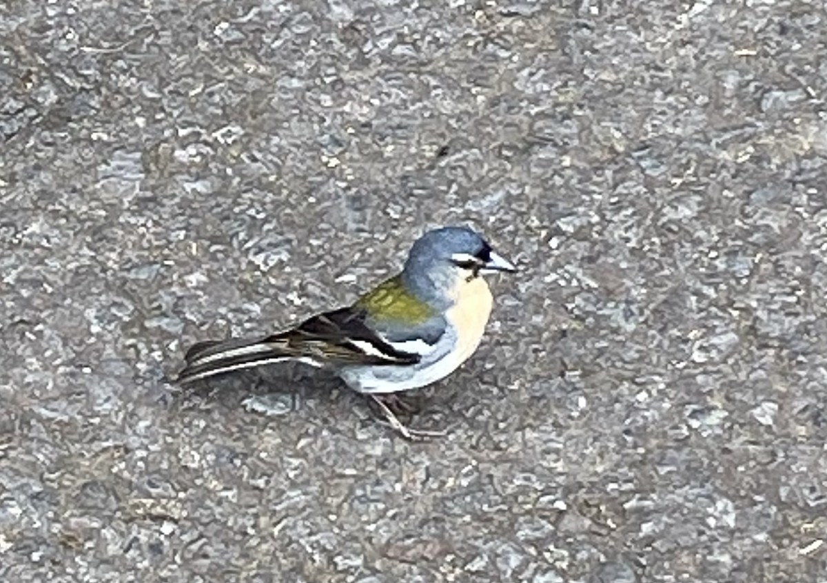 Azores Chaffinch - Heidi Guttschuss