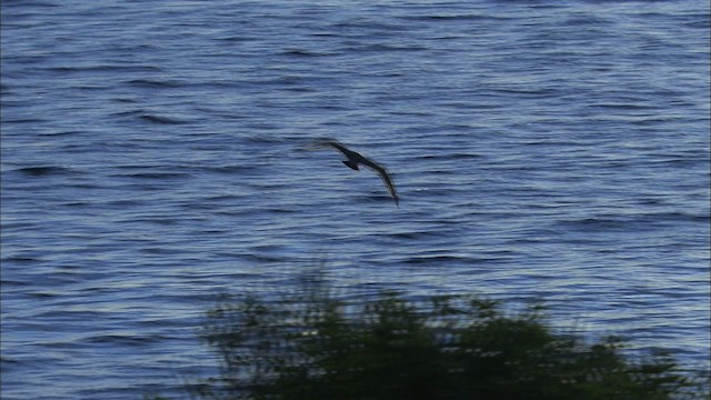 Larus sp. - ML468221