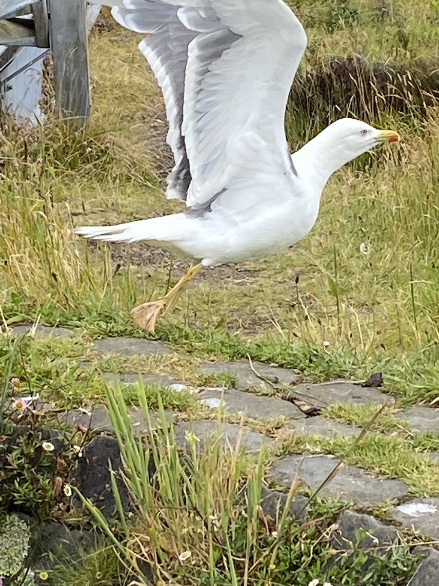 Yellow-legged Gull (atlantis) - Heidi Guttschuss