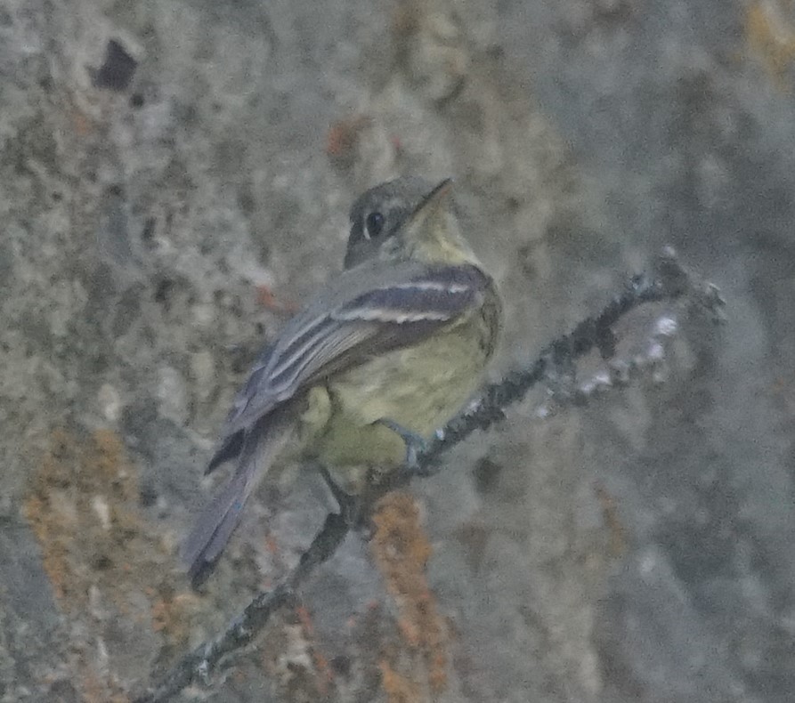 Western Flycatcher (Cordilleran) - Samuel Murray