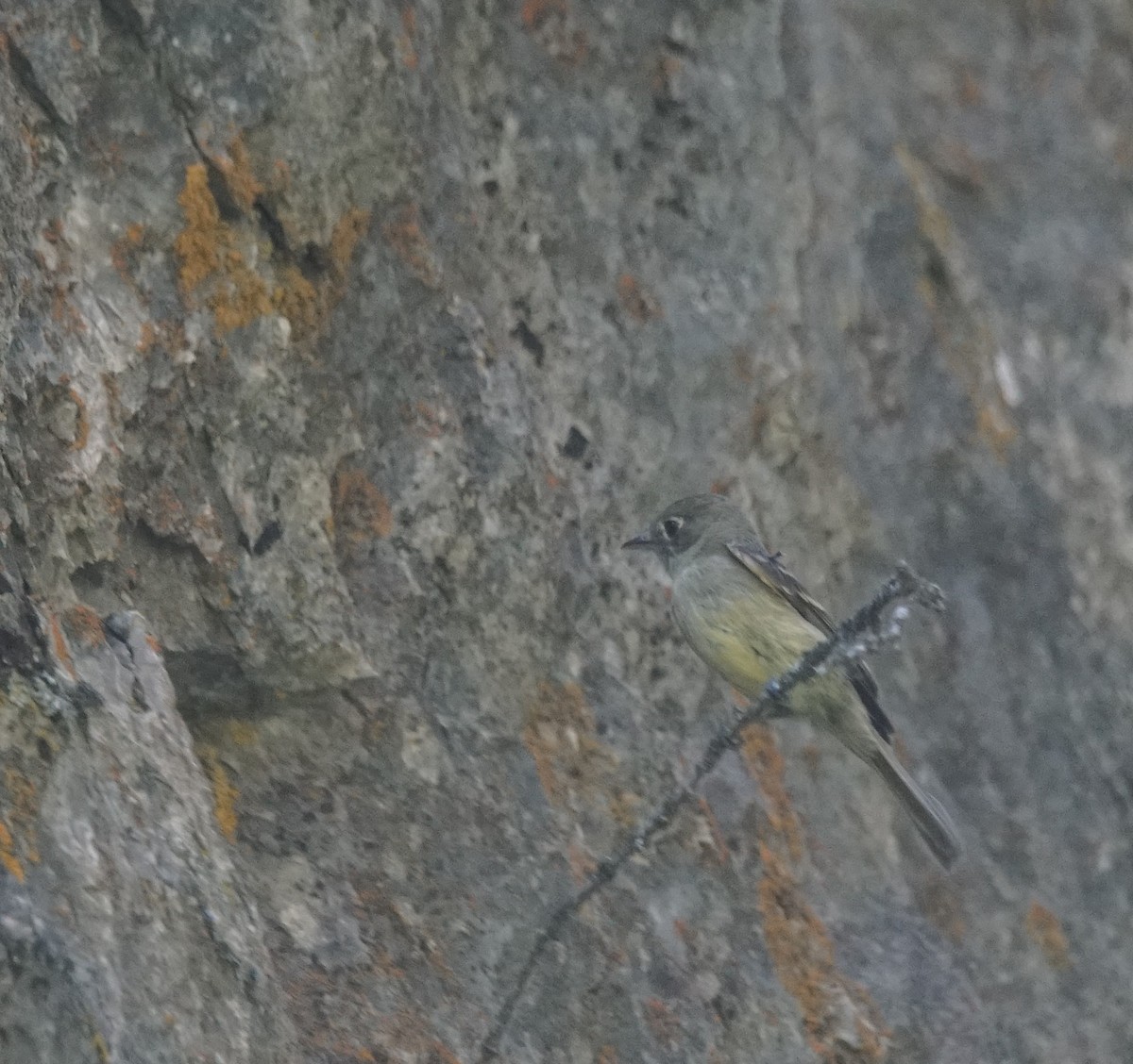 Western Flycatcher (Cordilleran) - Samuel Murray