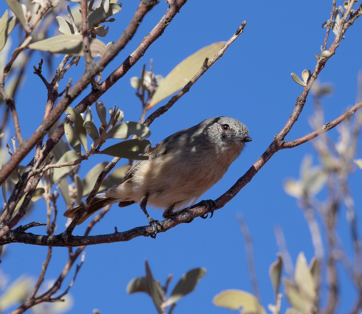 Slaty-backed Thornbill - ML468222321