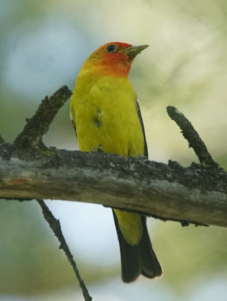 Western Tanager - ML468222631