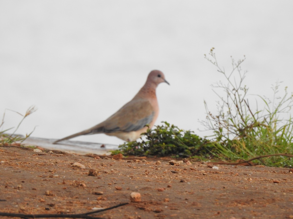 Laughing Dove - ML468223171