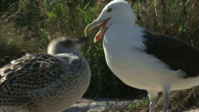 Great Black-backed Gull - ML468224