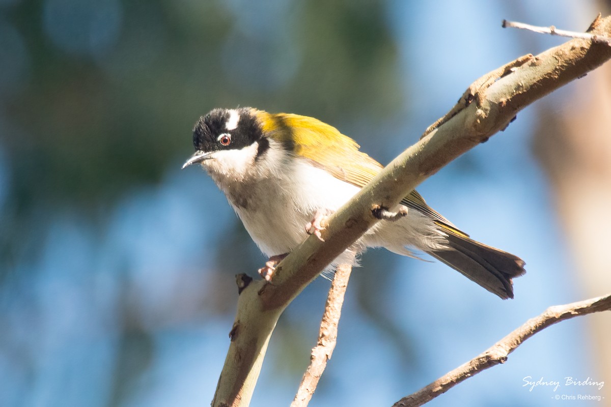 White-throated Honeyeater - Chris Rehberg  | Sydney Birding