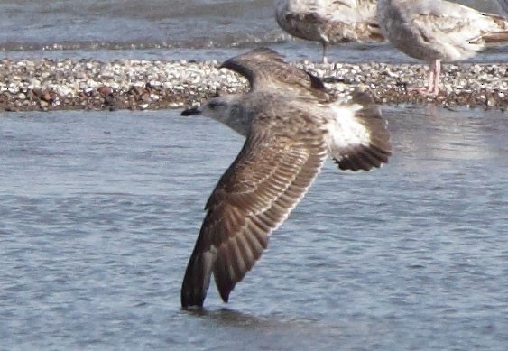 Lesser Black-backed Gull - ML46822541