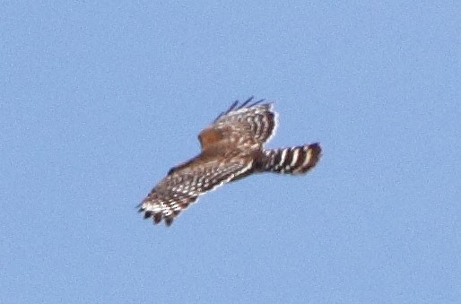 Red-shouldered Hawk - ML46822641