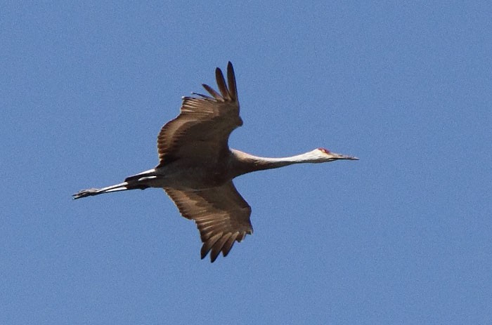 Sandhill Crane - ML46822691