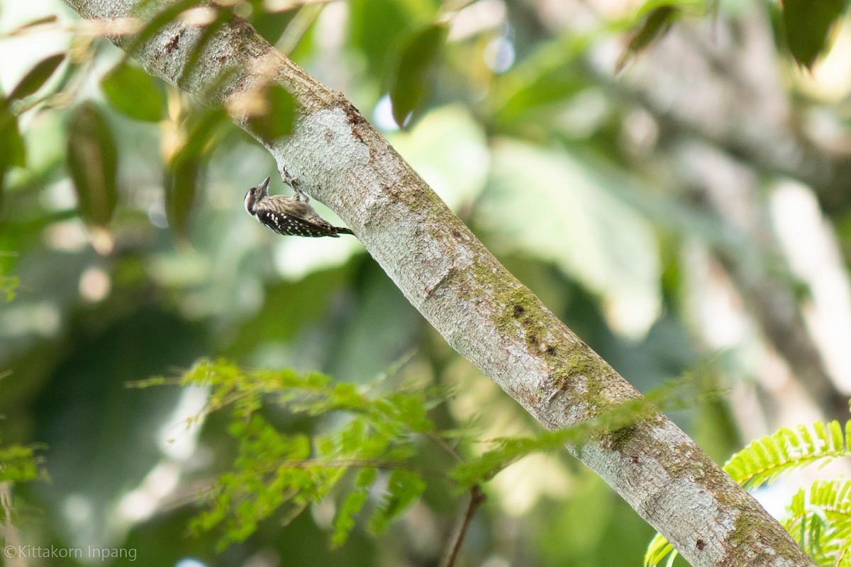 Gray-capped Pygmy Woodpecker - ML468227411