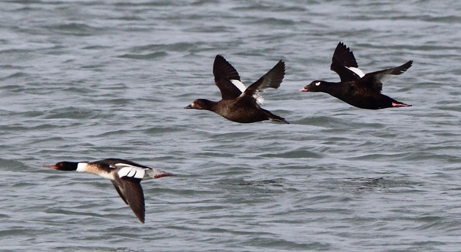 White-winged Scoter - ML46822761