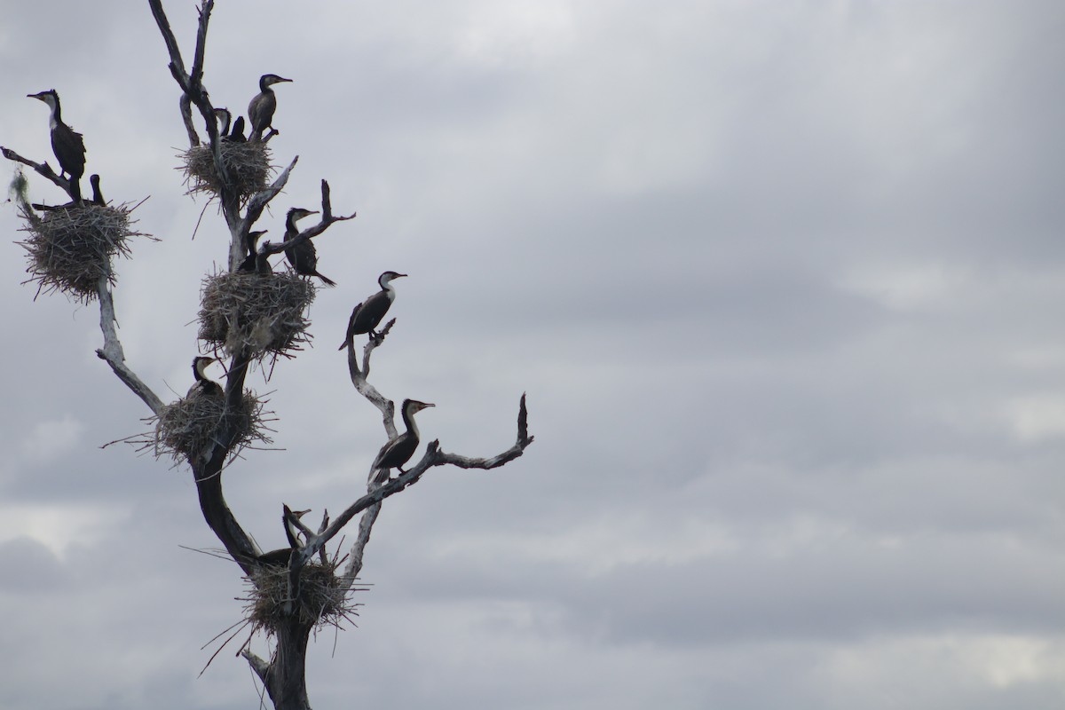 Great Cormorant (White-breasted) - ML468227621