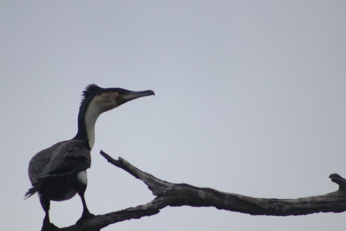 Great Cormorant (White-breasted) - ML468227751