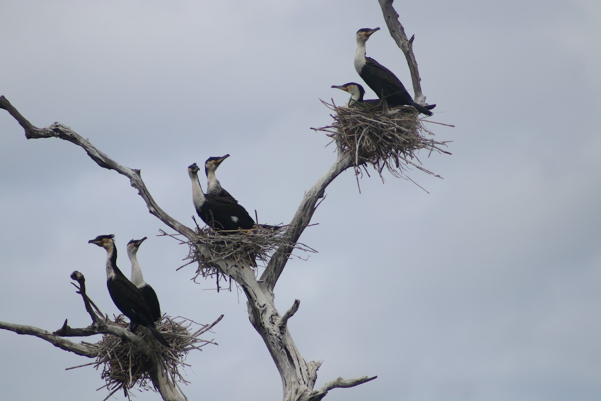 Great Cormorant (White-breasted) - ML468228011