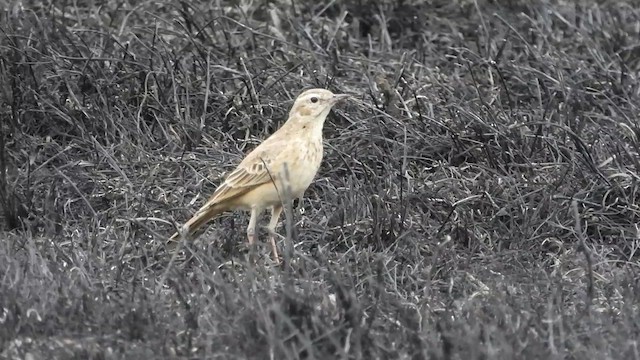 Plain-backed Pipit - ML468228151