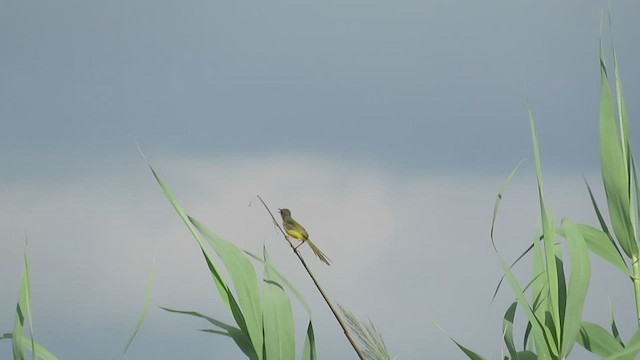 Prinia Ventriamarilla - ML468229021