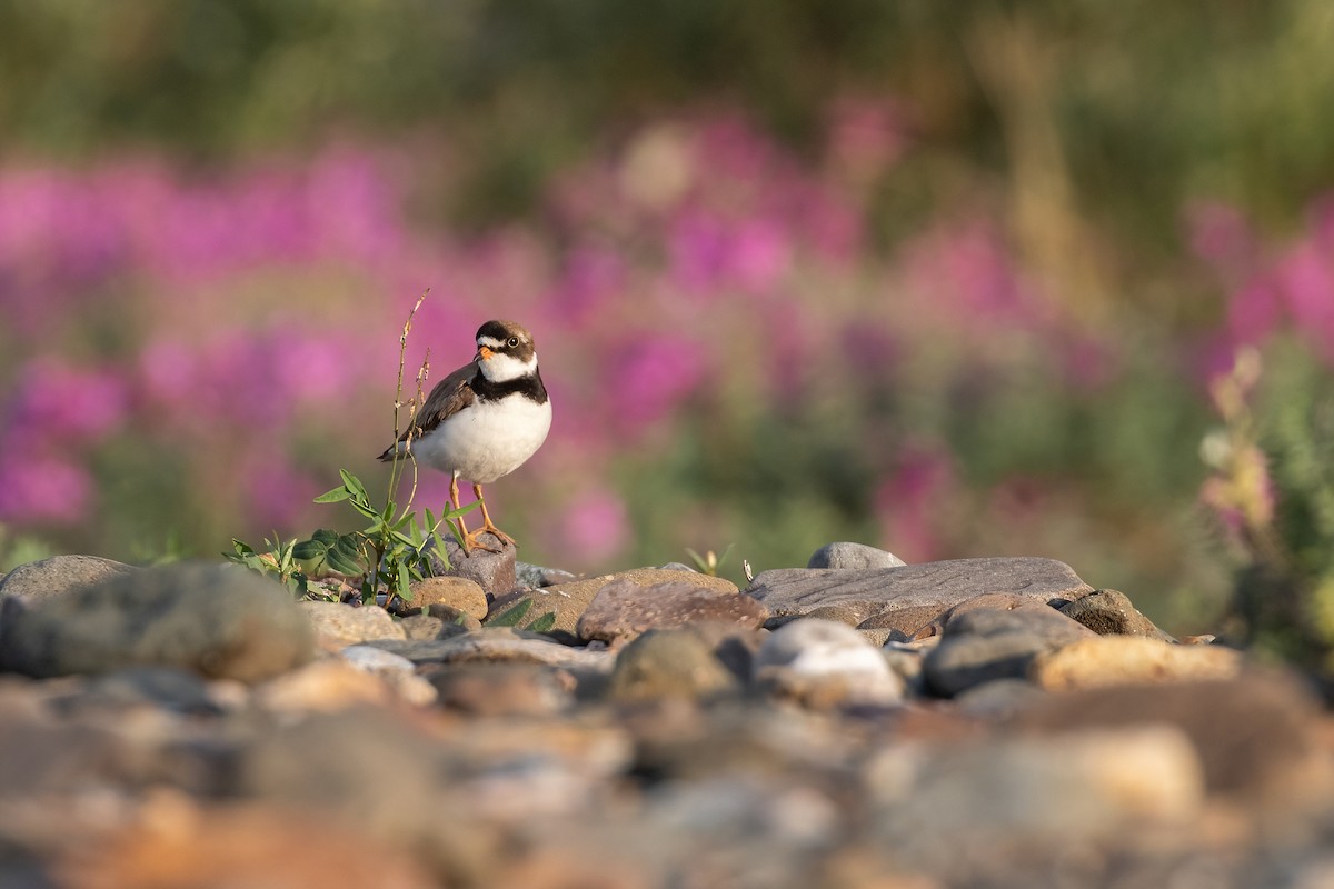 Semipalmated Plover - ML468229991