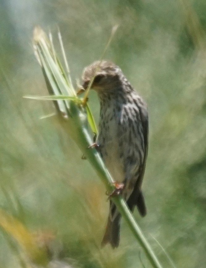 Pine Siskin - ML468231151