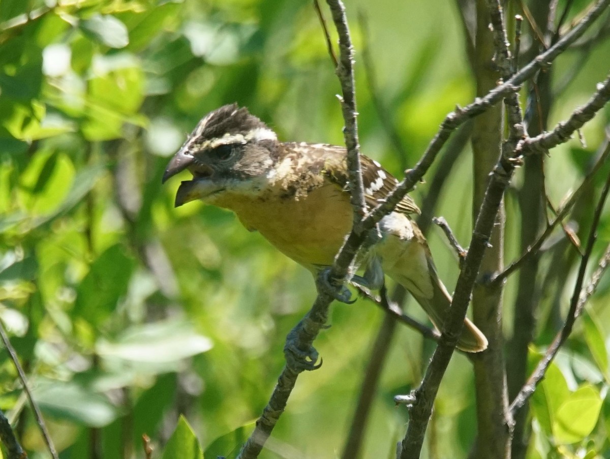 Black-headed Grosbeak - Samuel Murray