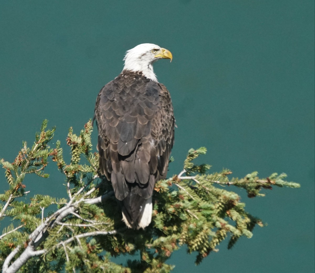 Bald Eagle - ML468231321