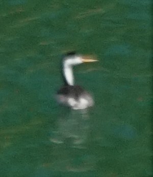 Clark's Grebe - Samuel Murray