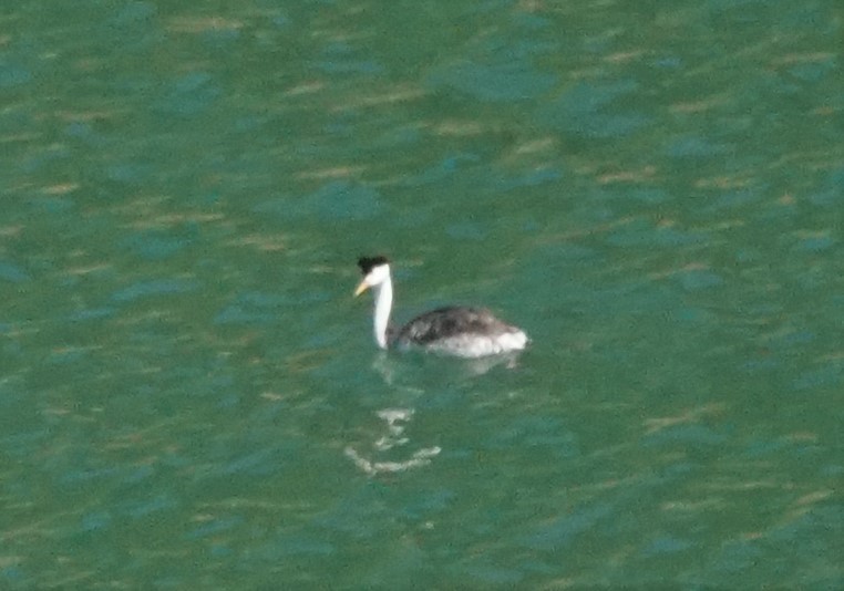 Clark's Grebe - Samuel Murray