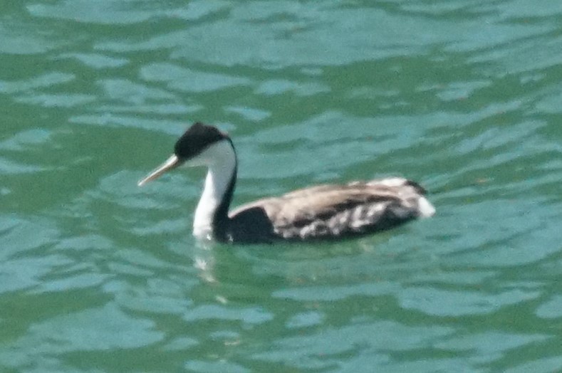 Western Grebe - Samuel Murray