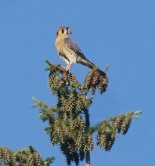 American Kestrel - ML468231781