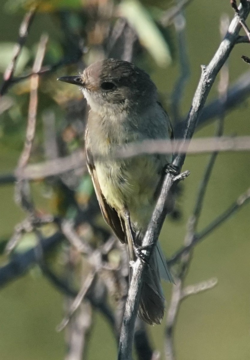 Dusky Flycatcher - ML468231851