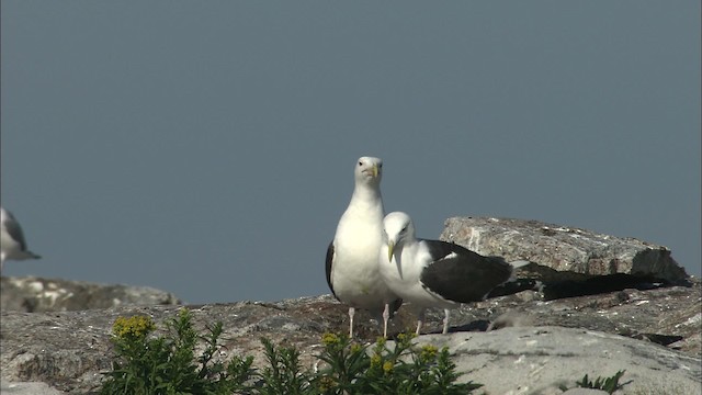 Great Black-backed Gull - ML468232