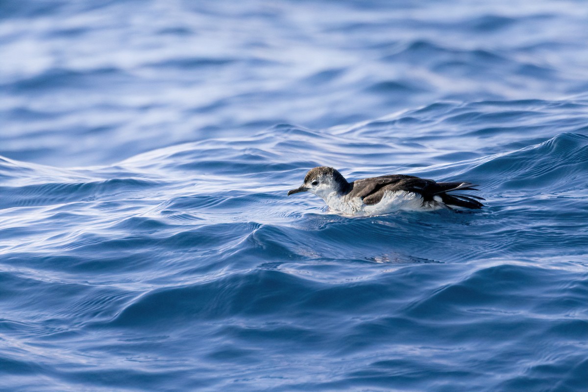 Little Shearwater (Tasman) - Kye Turnbull