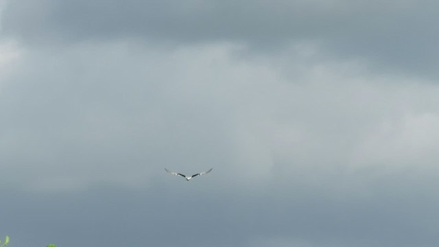 Black-winged Kite - ML468232861