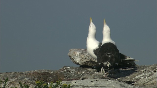 Great Black-backed Gull - ML468233