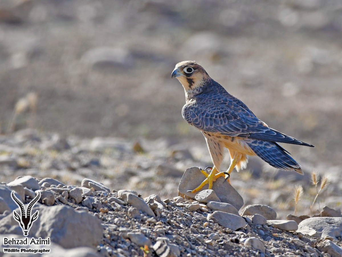 Peregrine Falcon (Barbary) - ML468233461