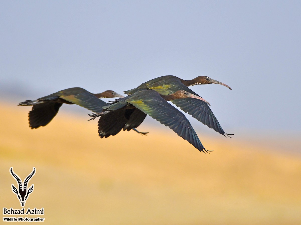 Glossy Ibis - ML468233481