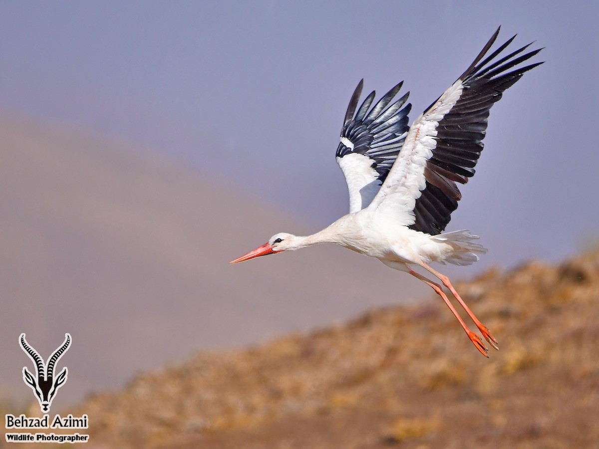 White Stork - ML468233501