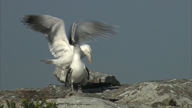 Great Black-backed Gull - ML468234