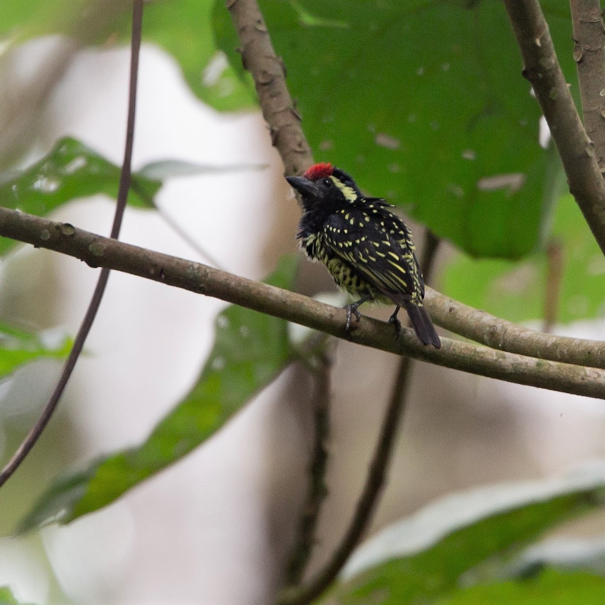 Sarı Benekli Barbet - ML468234661