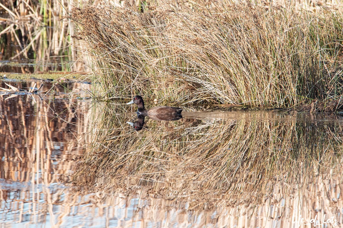 Southern Pochard - ML468236911