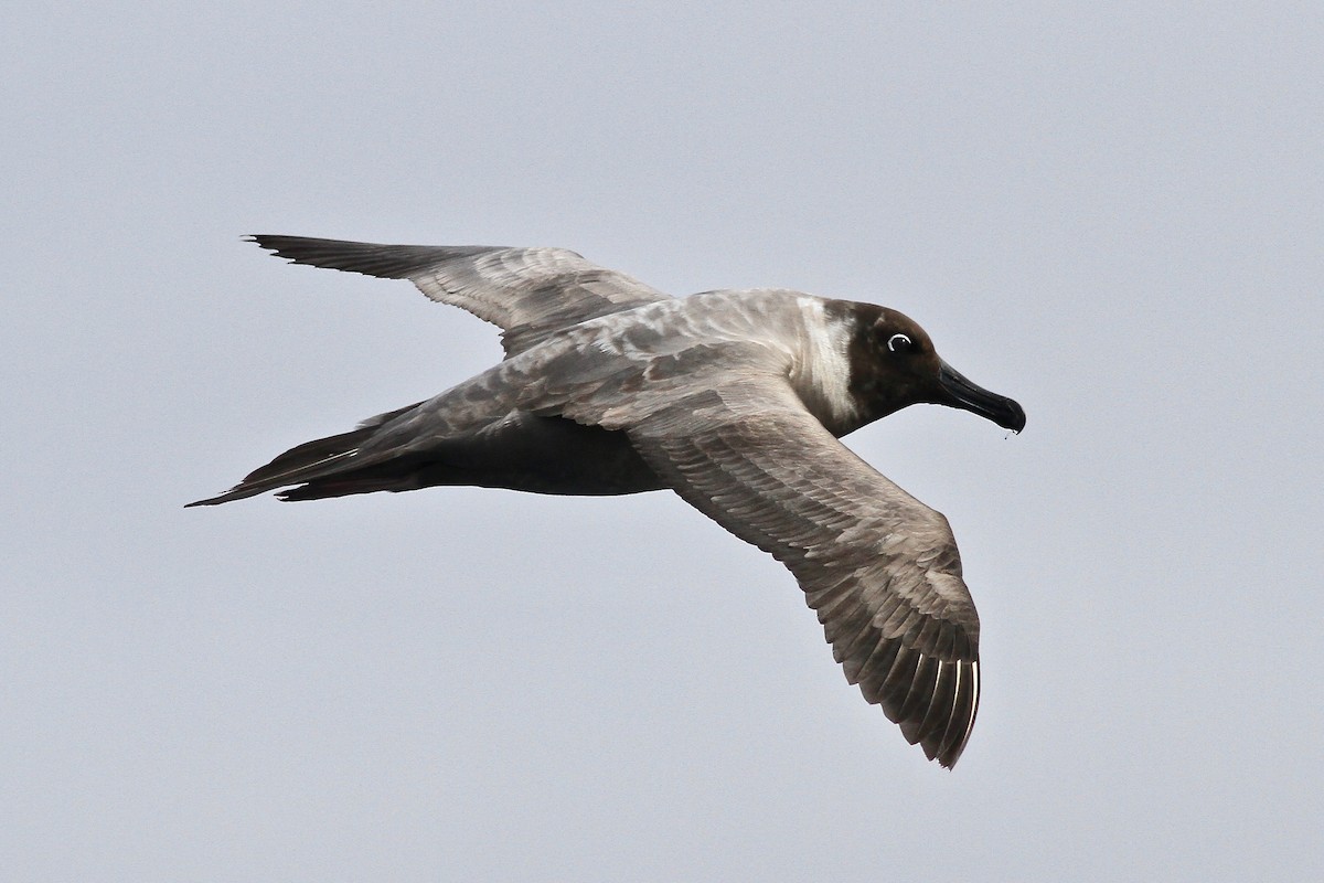 Light-mantled Albatross - Robert Hamilton
