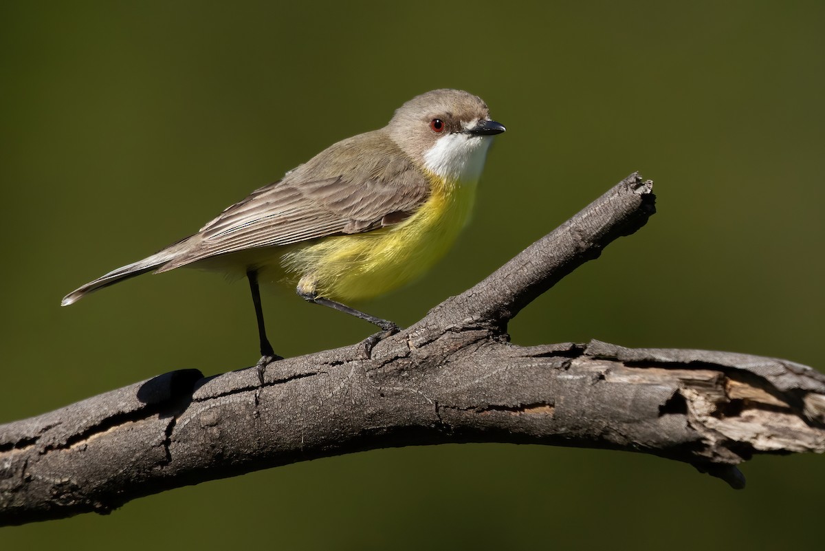 White-throated Gerygone - David Ongley