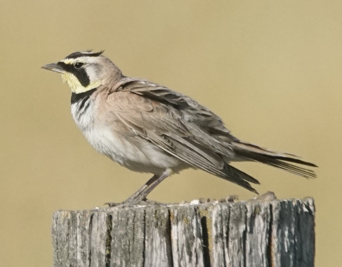 Horned Lark - ML468238191