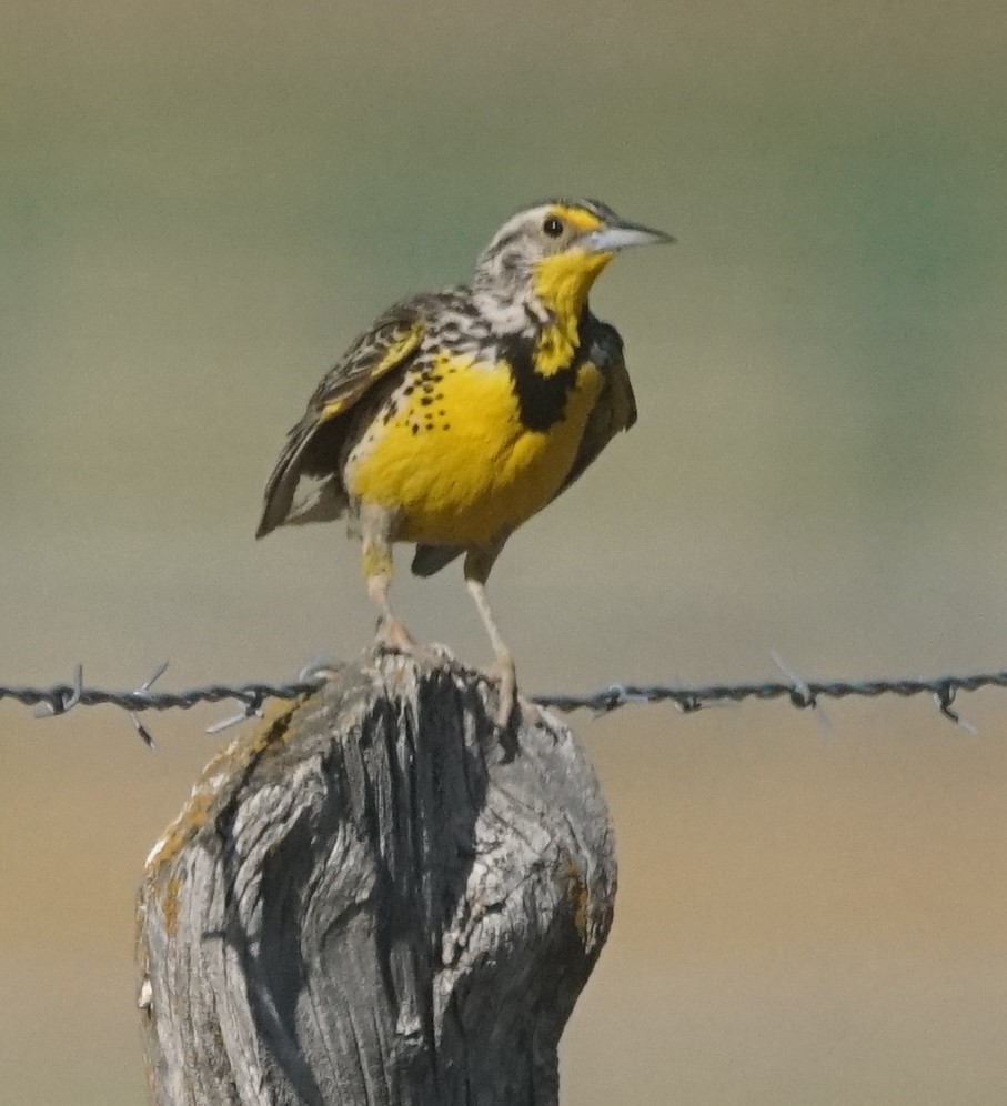 Western Meadowlark - Samuel Murray