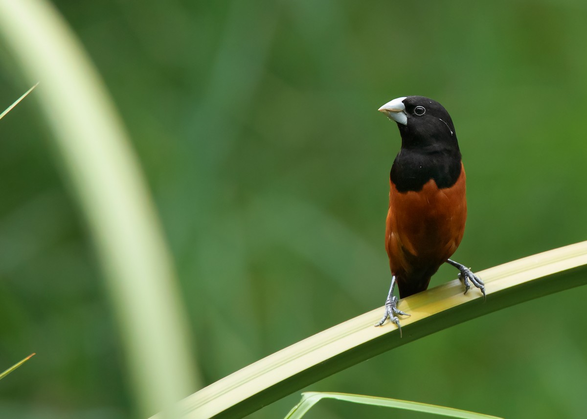 Chestnut Munia (Chestnut) - ML468238601