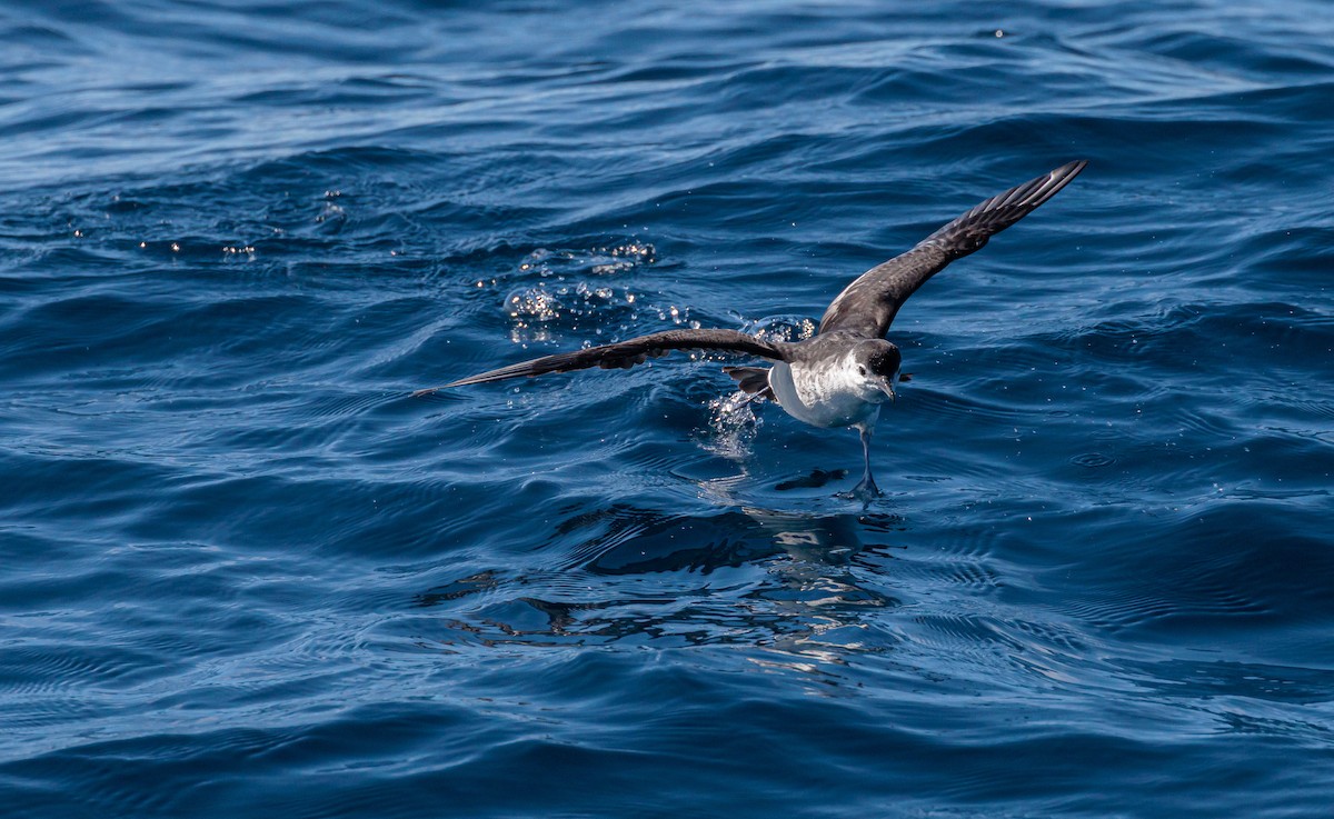 Little Shearwater (Tasman) - Jacob Crisp