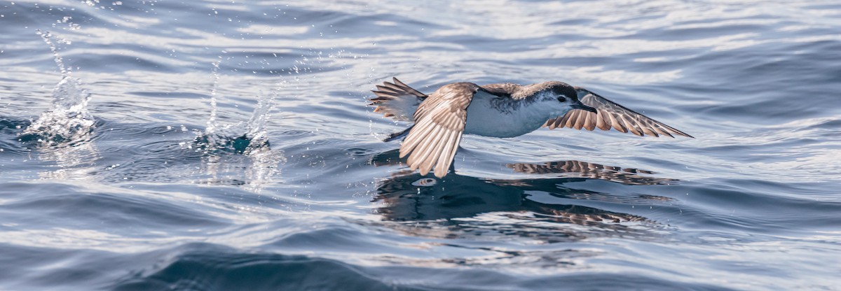 Little Shearwater (Tasman) - Jacob Crisp