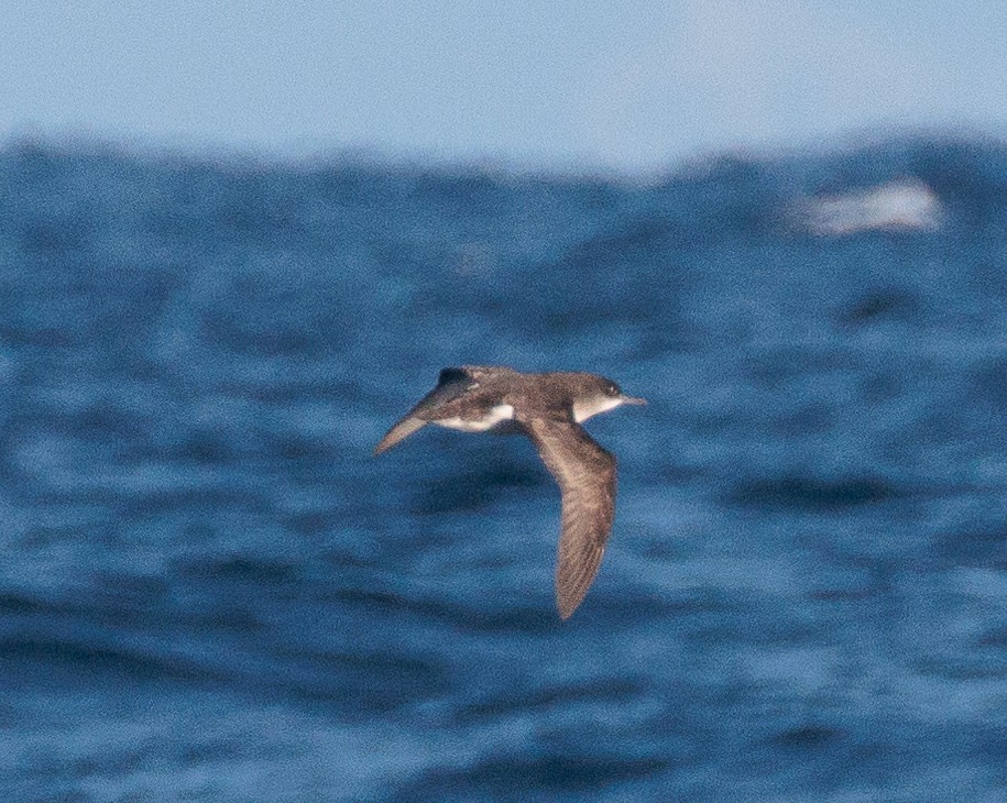 Fluttering Shearwater - Jacob Crisp