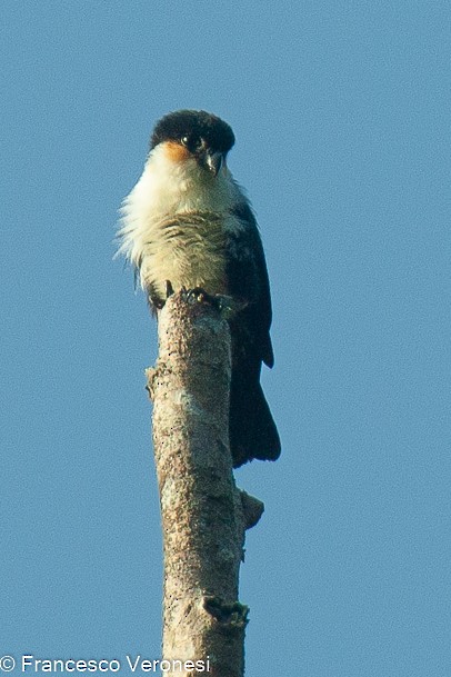 Philippine Falconet - ML468240171